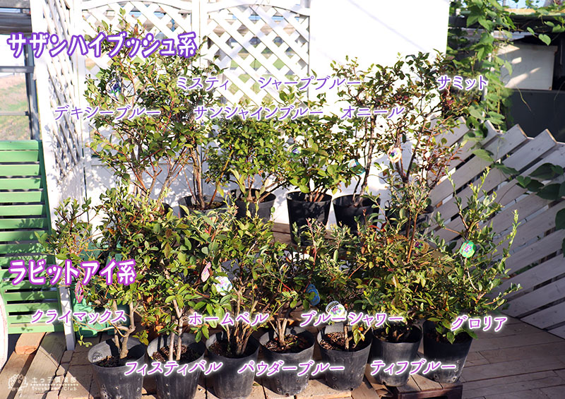 楽天市場】ブルーベリー （ 5年生 ） 7号ポット苗木 大苗 【 選べる