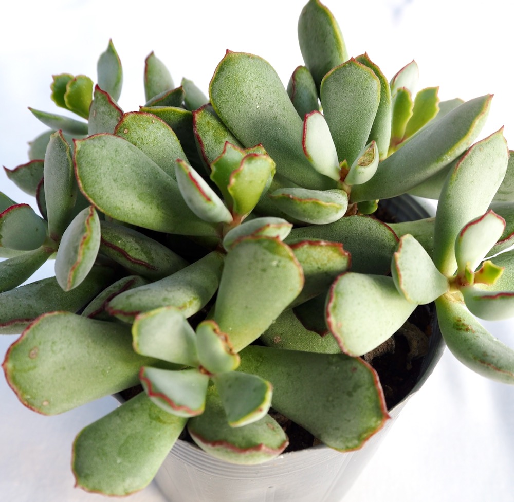 楽天市場】白鳥（ハクチョウ） ハオルチア属 多肉植物 9cmポット観葉