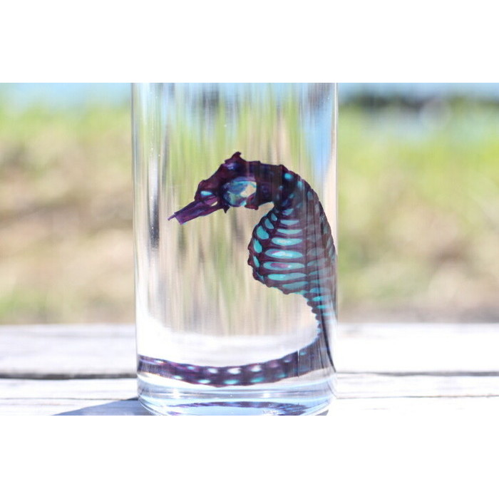 楽天市場】【透明標本 タツノオトシゴ】 標本 研究 骨格 骨 インテリア