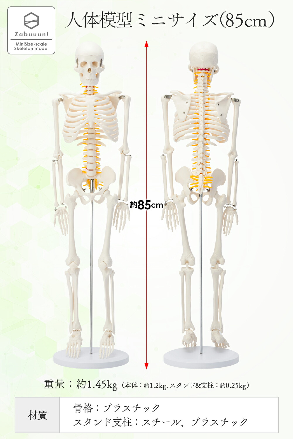 楽天市場】【国際規格認証品】 ミニサイズ 人体模型 骨格模型 85cm