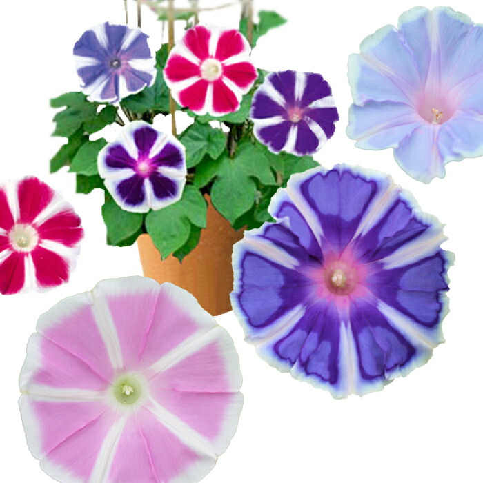 楽天市場】お中元 ギフト 花 朝顔 あさがお 曜白 朝顔 4種植え1鉢 8号
