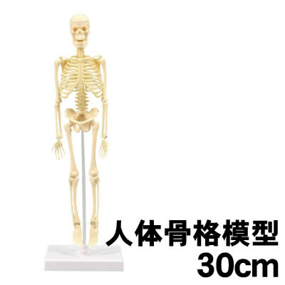 楽天市場】【個人宅配送不可】アーテック 人体骨格模型 30cm(093608