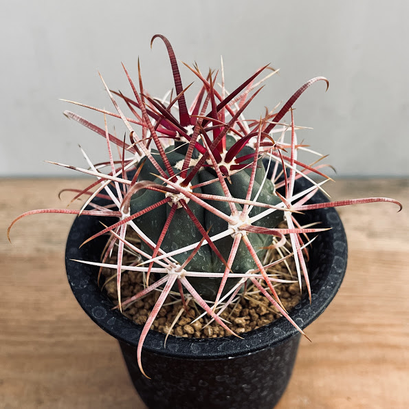 楽天市場】サボテン：フェロカクタス 赤刺金冠竜*幅3cm ☆赤松実生