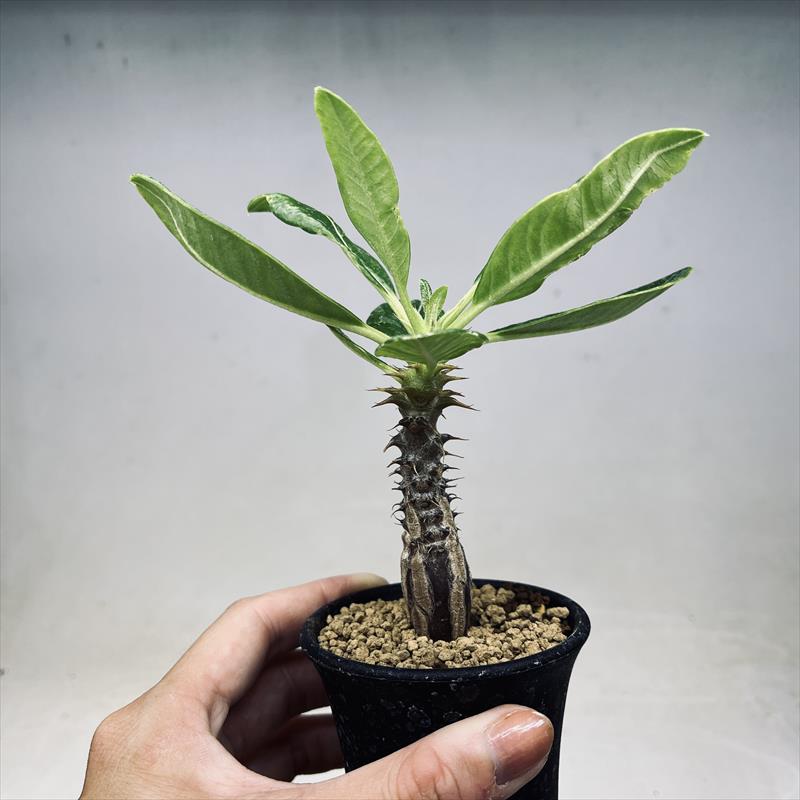 楽天市場】コーデックス：パキポディウム ウィンゾリー 国内実生 M