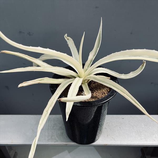楽天市場】多肉植物：アガベ ミルキーホワイト*幅30cm 現品！一品