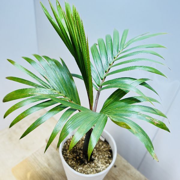 楽天市場】おしゃれ 観葉植物・希少：トックリヤシ(徳利椰子)*とっくり