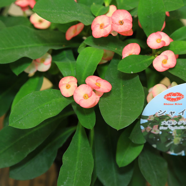 楽天市場】多肉植物：大輪花キリン シャインキッス*ユーフォルビア