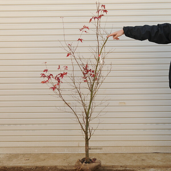 楽天市場】☆送料無料☆ 庭木：山もみじ（モミジ）* 樹高：約150cm