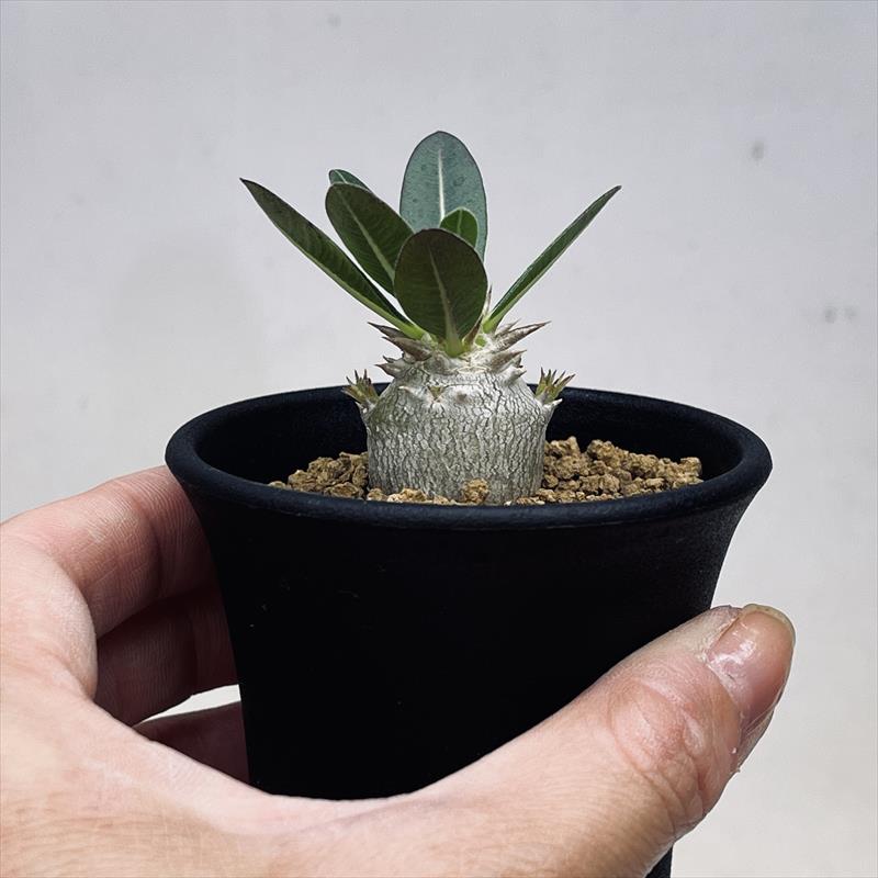 楽天市場】コーデックス：パキポディウム ブレビカリックス 実生*M