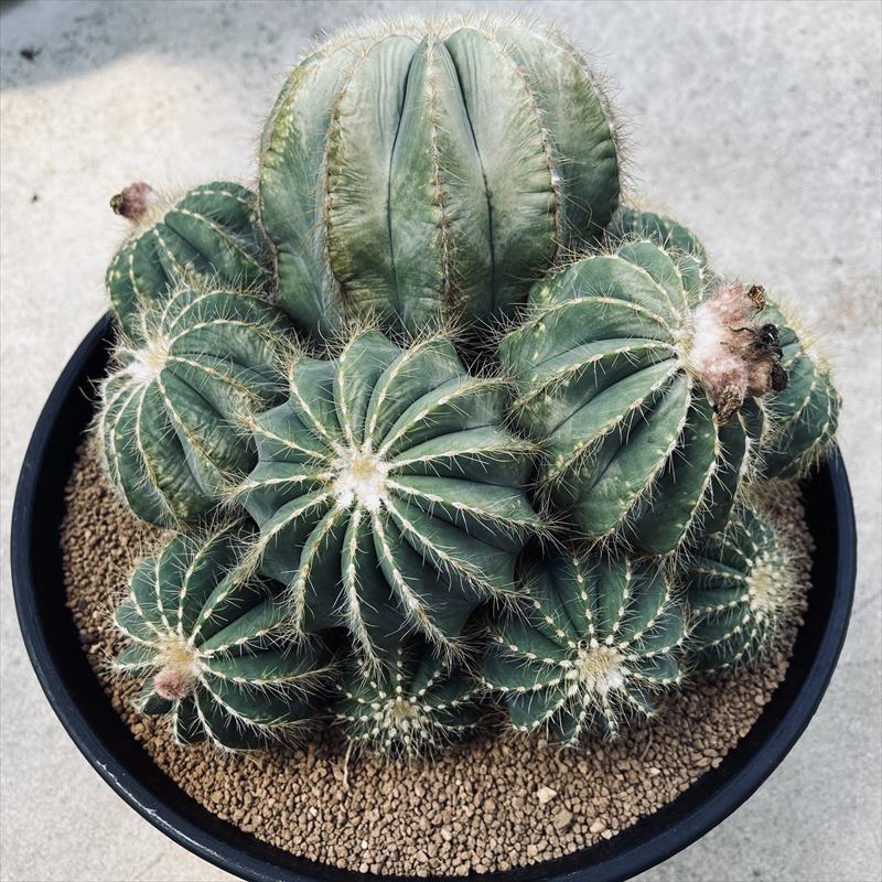 楽天市場】サボテン：エリオカクタス 英冠丸*幅28cm 現品！一品限り