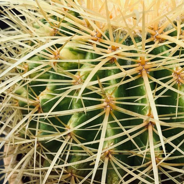 楽天市場】サボテン：エキノカクタス 金鯱錦*幅12cm 現品！一品限り