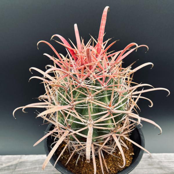 楽天市場】サボテン：フェロカクタス 柿崎氏刈穂玉×神仙玉*幅9cm