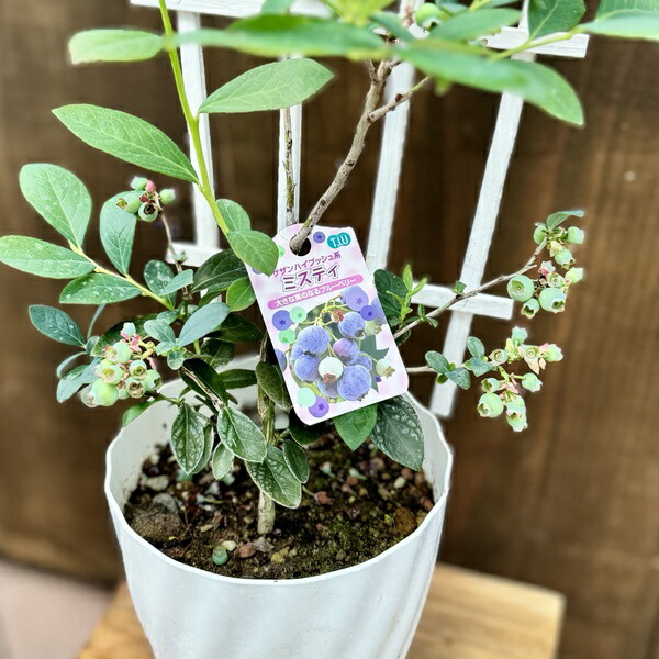 ブルーベリー苗ミスティ＆シャープブルー大苗2本セット 完売