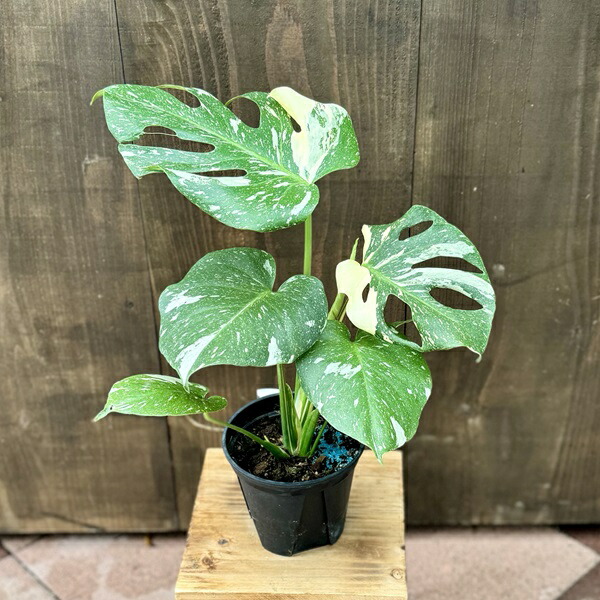楽天市場】おしゃれ 観葉植物：斑入りモンステラ*5号 プラポット