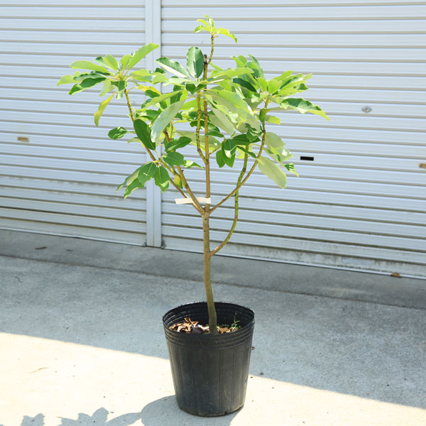 楽天市場】現品庭木・植木・縁起良し：ユズリハ（ゆずりは）譲り葉