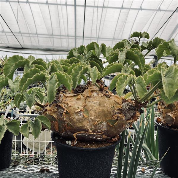 楽天市場】コーデックス：キフォステンマ ウター マクロプス*塊根幅