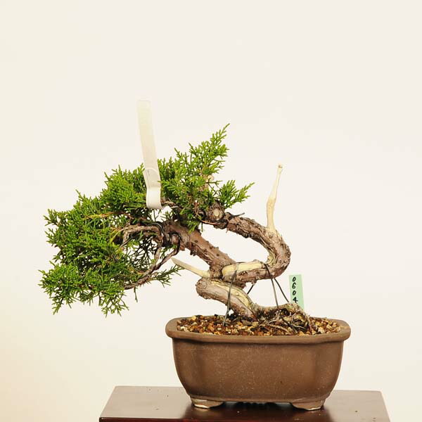 糸魚川真柏」の人気商品一覧 | 安い商品を通販サイトから探す - 価格.com