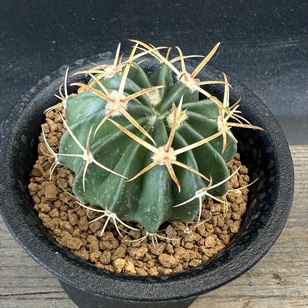 楽天市場】サボテン：ホマロケファラ 綾波 実生*M 幅4.5cm : 遊恵