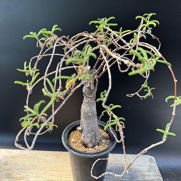 楽天市場】☆特価☆コーデックス：メストクレマ ツベローサム*葉幅30cm