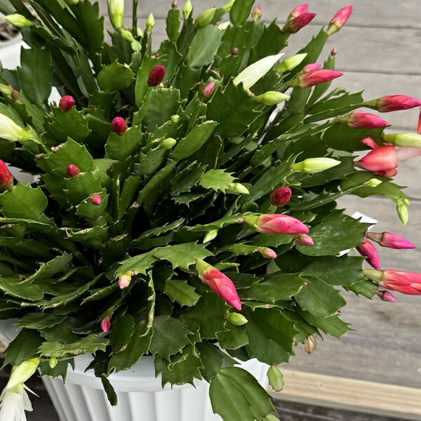 楽天市場】おしゃれ 観葉植物：デンマークカクタス 2色ミックス 紅白*7