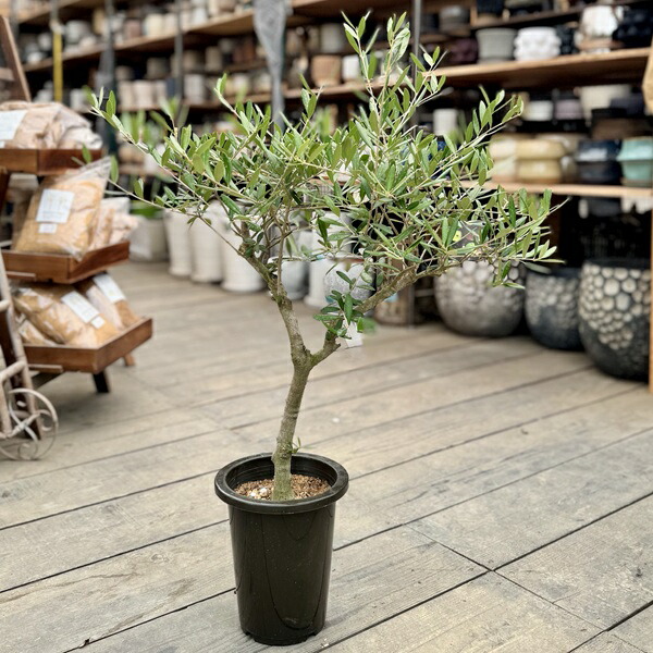 楽天市場】観葉植物 SOUJU（創樹）ブランド：オリーブの木 ネバディロ