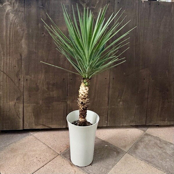 楽天市場】観葉植物：ユッカ アロイフォリア*プラポット : 遊恵盆栽