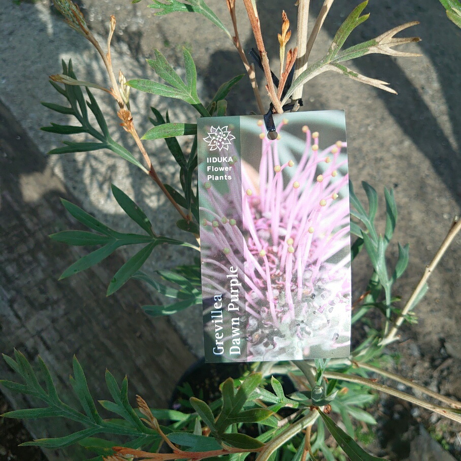 楽天市場】花芽付き！グレビレア ドーンパープル 大株 オージー