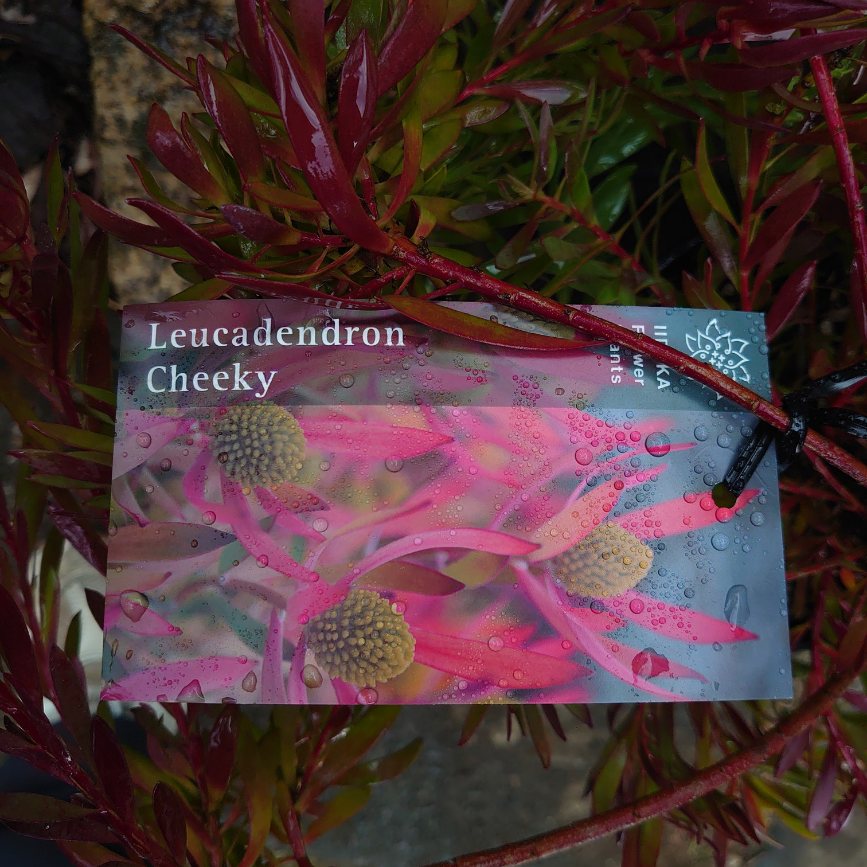 楽天市場】オージープランツ リューカデンドロン【チェーキー】 大苗