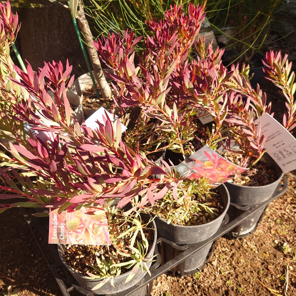 楽天市場】オージープランツ リューカデンドロン【チェーキー】 大苗