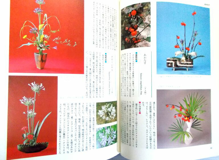 ☆早い者勝ち☆ 作例、文献付 生花格花花材事典 講談社