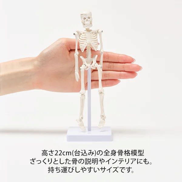 楽天市場】人体模型 骨格模型 22cm 骨 スタンド付き 骨格標本 関節