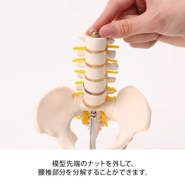 楽天市場】骨盤模型 腰椎模型 スタンド付き ハーフサイズ 高さ21×幅