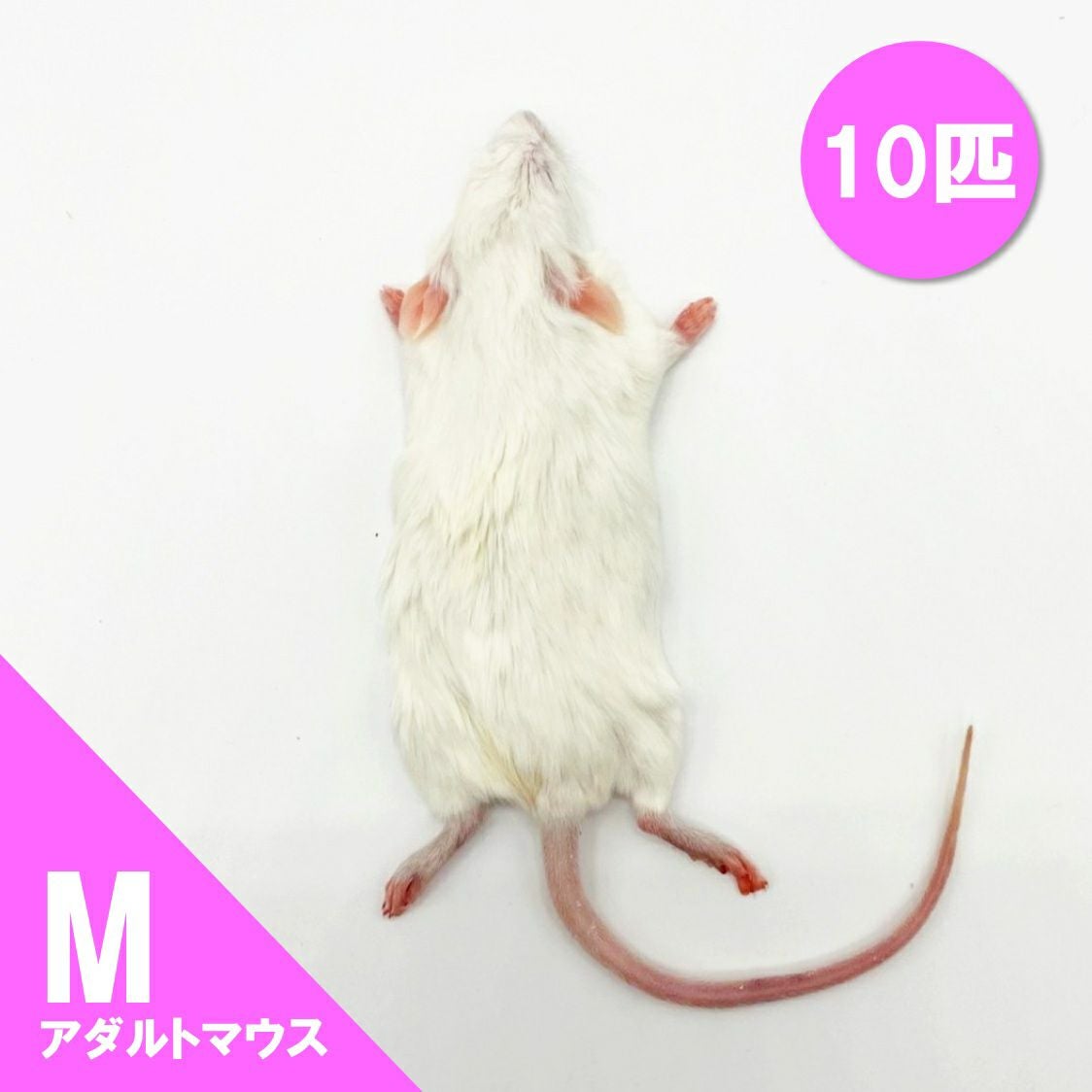 冷凍餌】アダルトマウス M 10匹入 | 月夜野ファームの通販