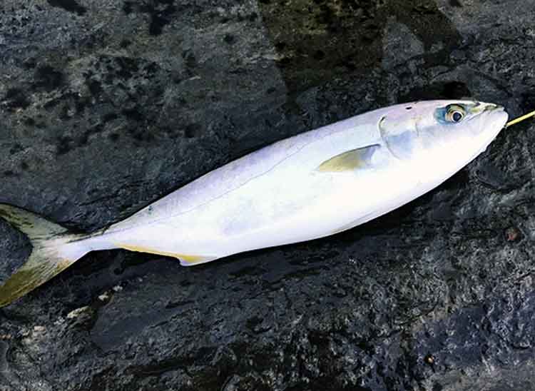 18 ブラスト LT5000D-CXHのスペックとインプレ | 釣りクラウド