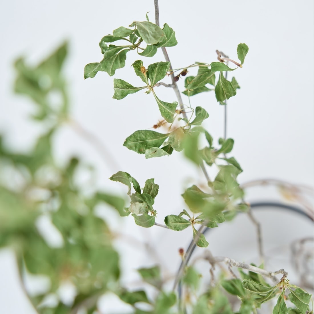 BIGボタニカル｜ドライ］ドウダンツツジ 80-100cm 商品ページ - 土と風