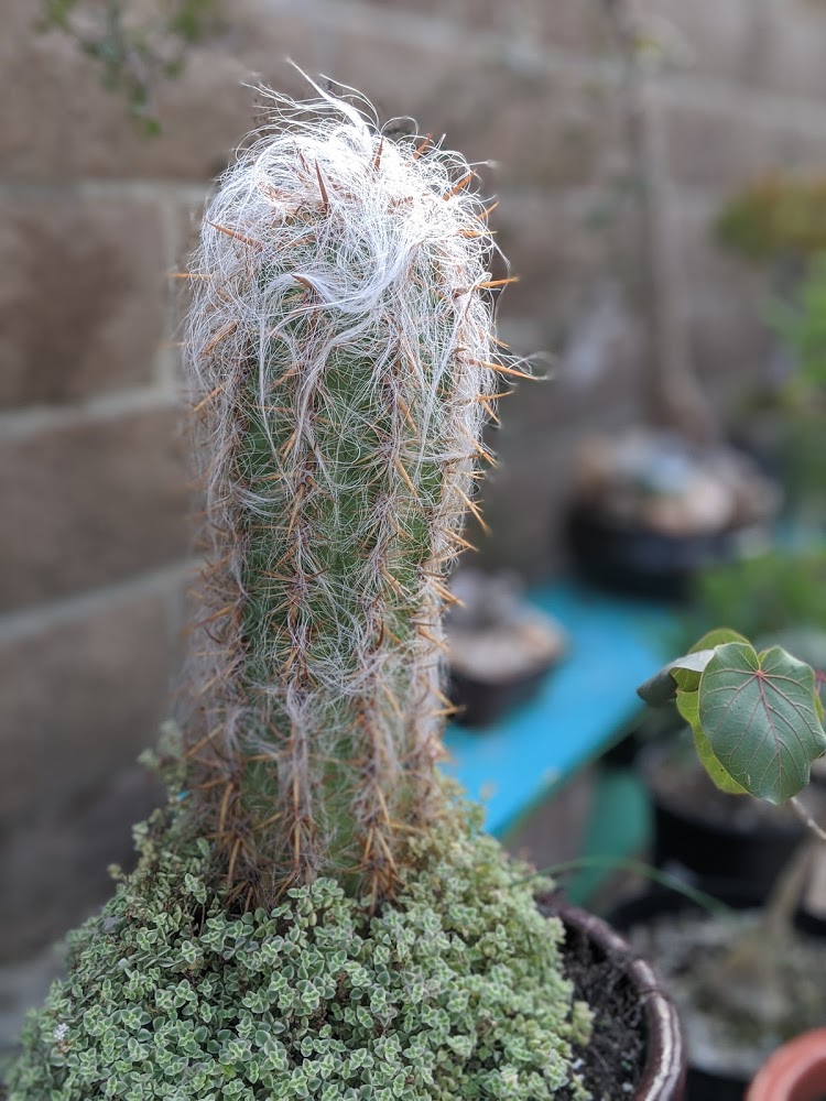 Preparing Cacti for Winter Weather - Trex Plants