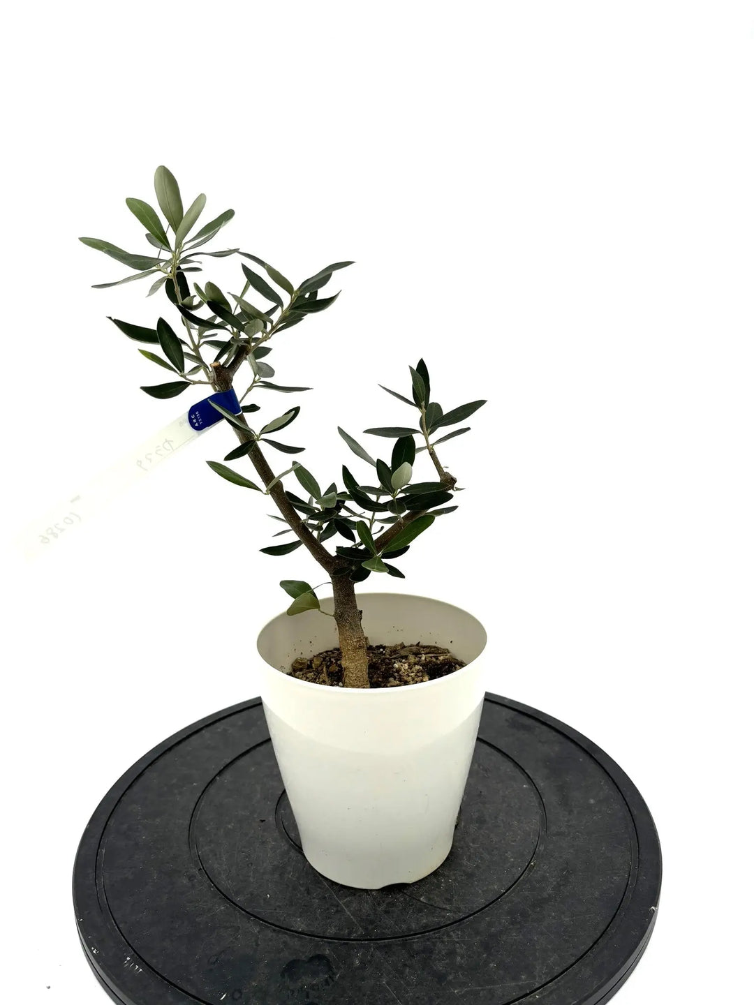 カラマタ XXSサイズ 約40cm NO.10286 オリーブの木 - 株式会社鶴亀園