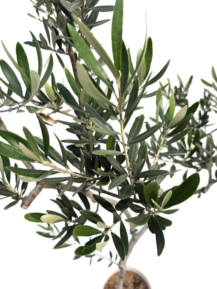 ホワイト Sサイズ 約150cm K-113 オリーブの木 希少品種 - 株式会社鶴亀園