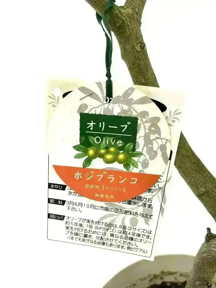 人気・銀葉】ホジブランコ（オリーブの木）「初心者向き」｜75cm｜S