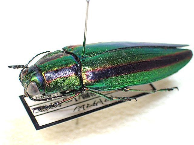 O*ん様 オーストラリアの ムカシタマムシ 3種セット オーストラリアの