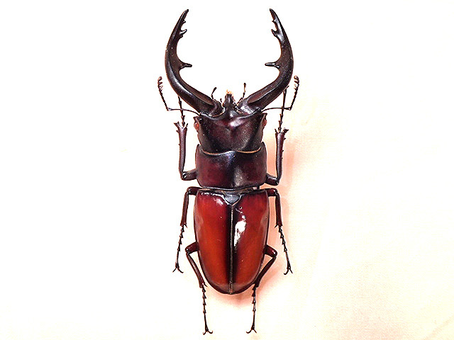 ☆超貴重☆イヘヤノコギリクワガタ特大標本セット ☆超貴重☆イヘヤ