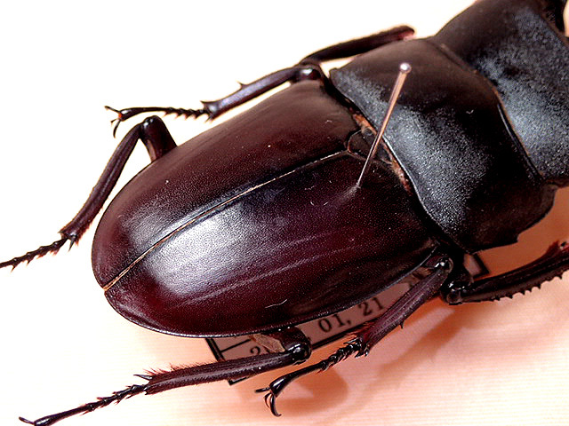 ☆セール！西表島産／赤翅系サキシマヒラタクワガタ♂66mm標本