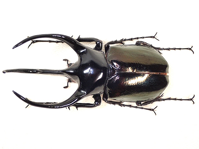 ☆ベトナム産！タイリクコーカサスオオカブト♂121mm標本
