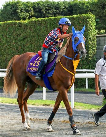 札幌記念】菊花賞馬トーホウジャッカル夏の主役へ｜競馬ニュース｜競馬