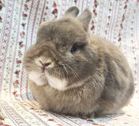 ネザーランドドワーフ AA1 オパール 男の子 うさぎ専門店 うさぎ舎