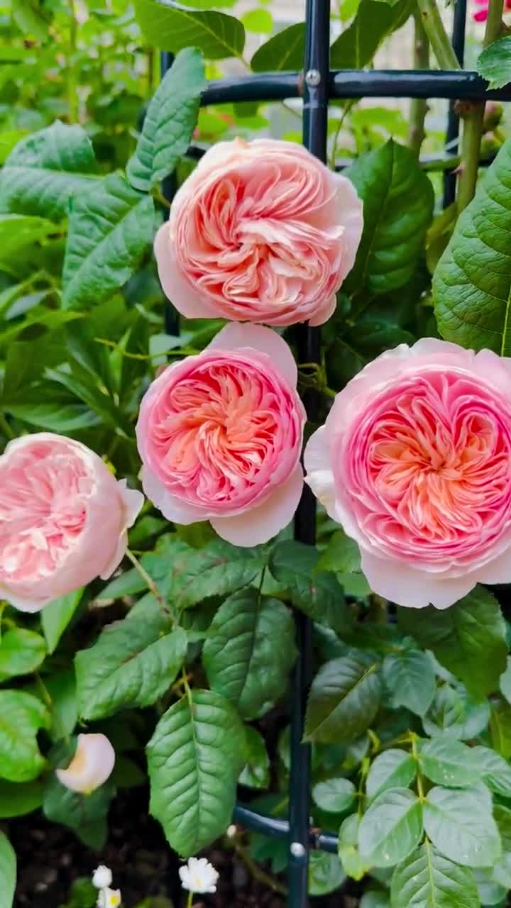 Chinese Julie. Climbing Rose Hanxian 涵仙，cut Rose. Highly