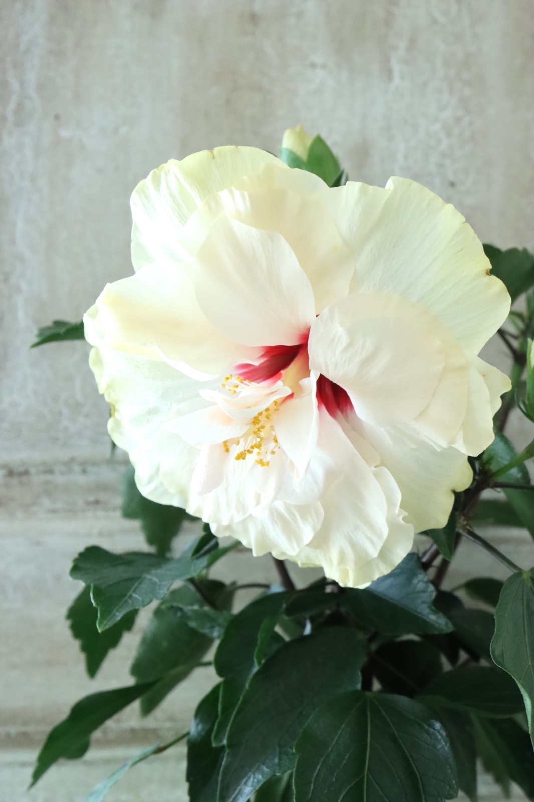 八重咲きハイビスカス 