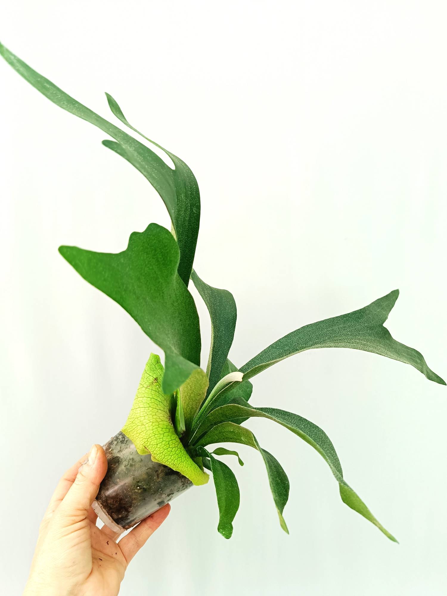 Platycerium SS Foong | Welovetropicalplants