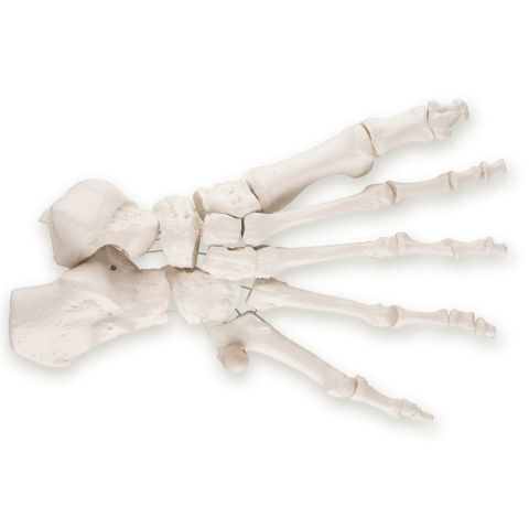 足の骨モデル，ナイロン糸つなぎ | 日本スリービー・サイエンティフィック