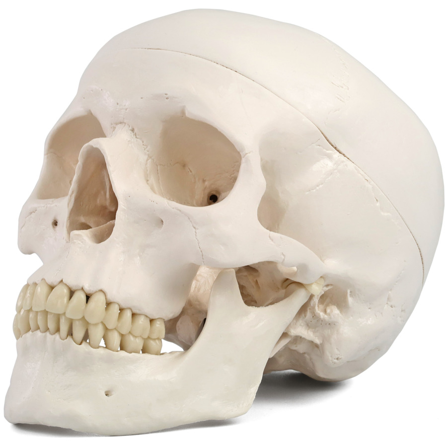 頭蓋，標準型モデル | 日本スリービー・サイエンティフィック